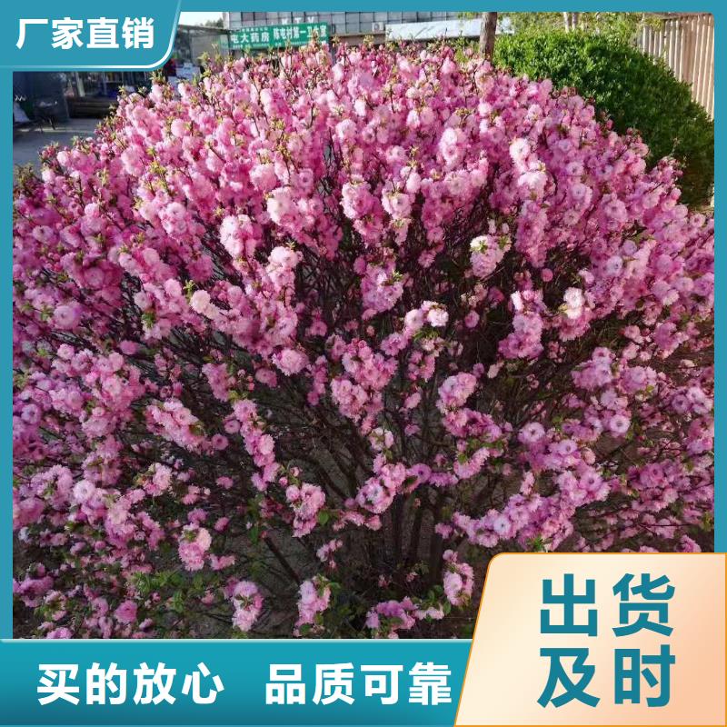 红叶榆叶梅本地正规大厂