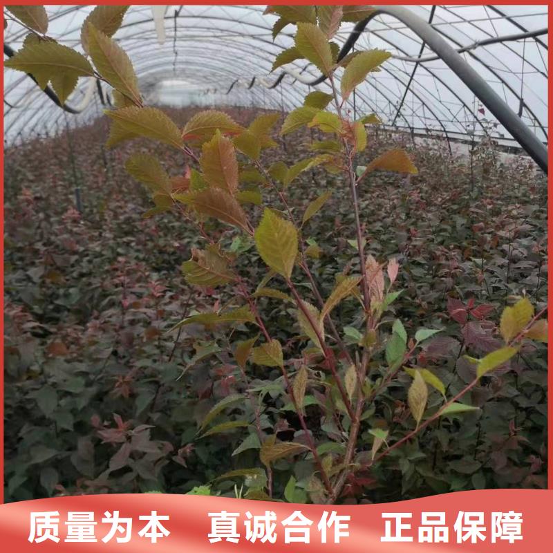 红叶榆叶梅薄利多销