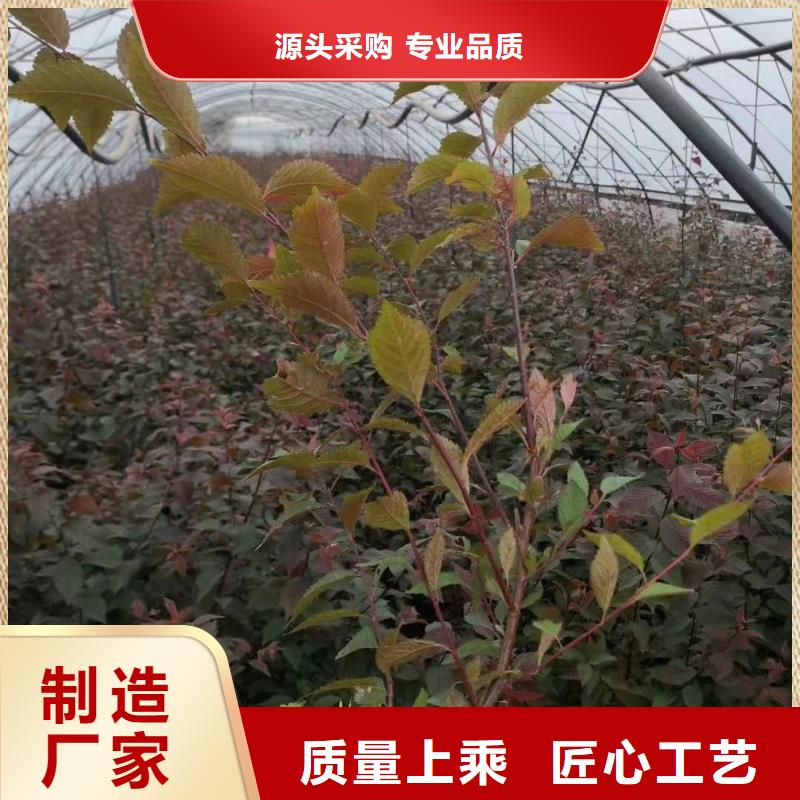 口碑好的红叶榆叶梅销售厂家