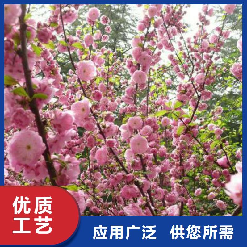 红叶榆叶梅厂家如何选择