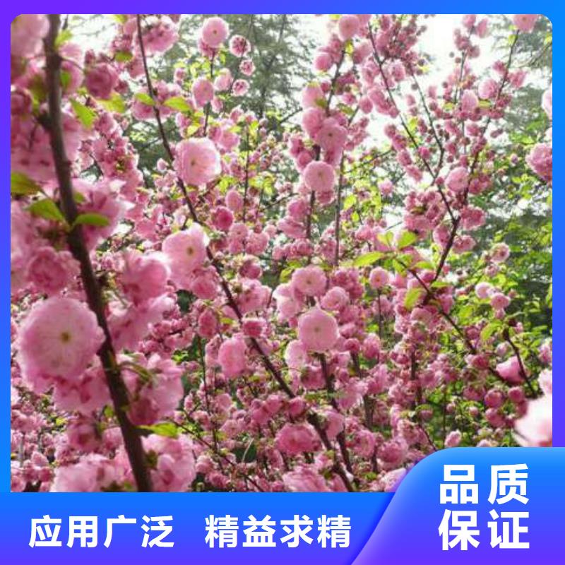 支持定制的红叶榆叶梅公司