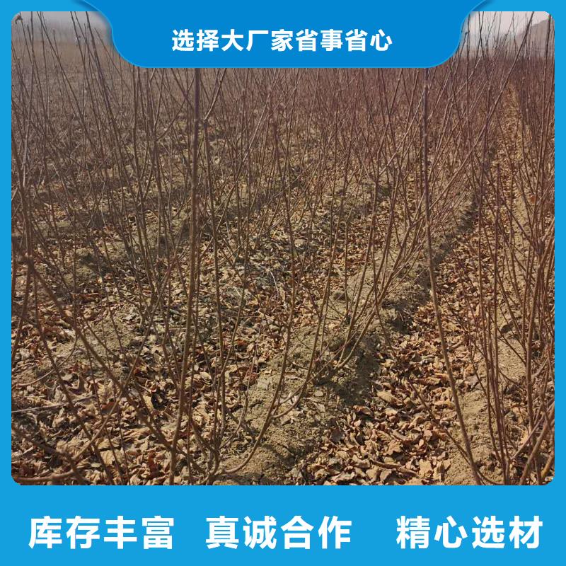 红叶榆叶梅_厂家批发_产地货源值得买