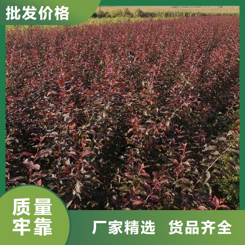 选购红叶榆叶梅-现货充足有保障