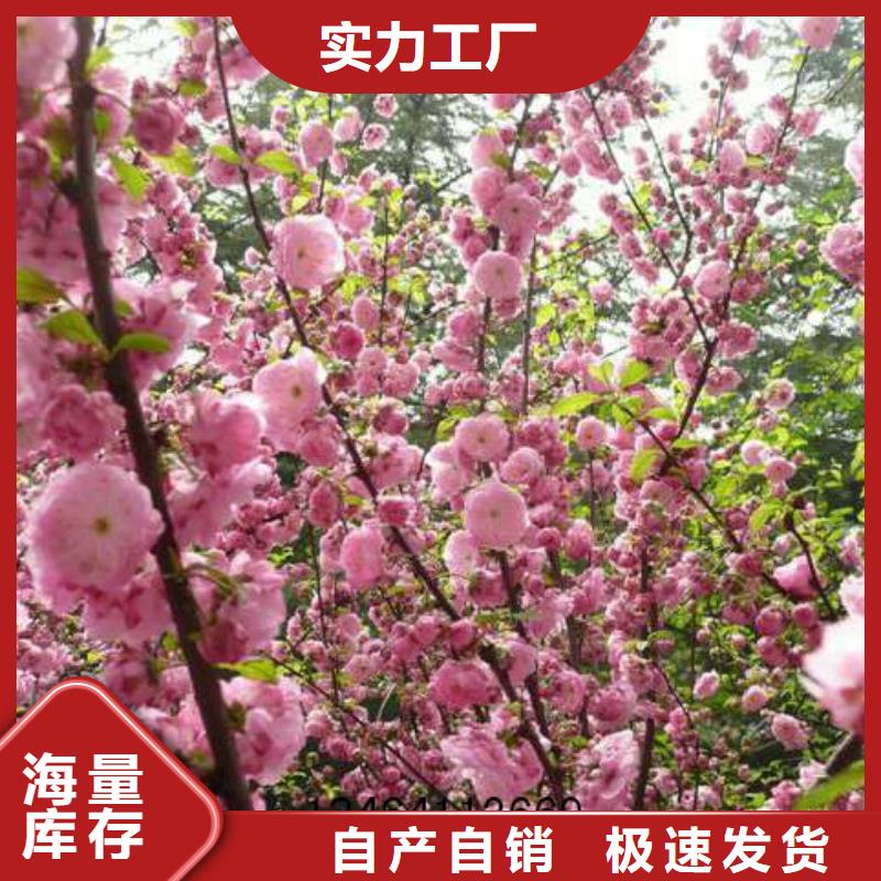 红叶榆叶梅供应厂家
