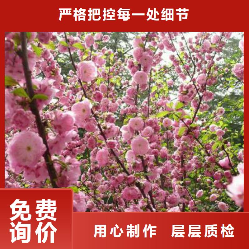 红叶榆叶梅现场安装