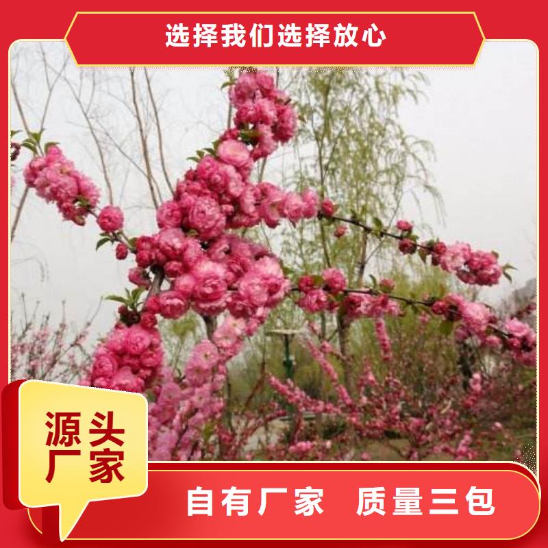 红叶榆叶梅品种多价格低