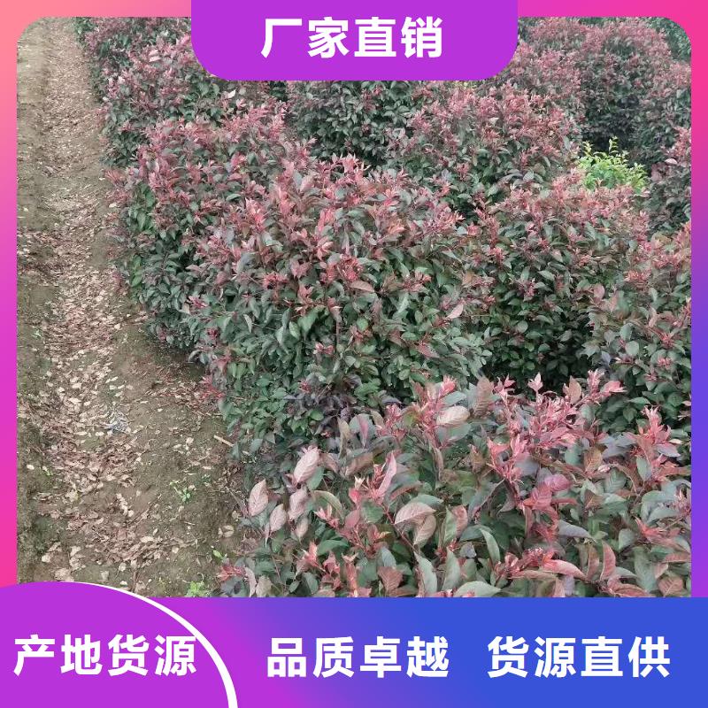 红叶榆叶梅厂家如何选择