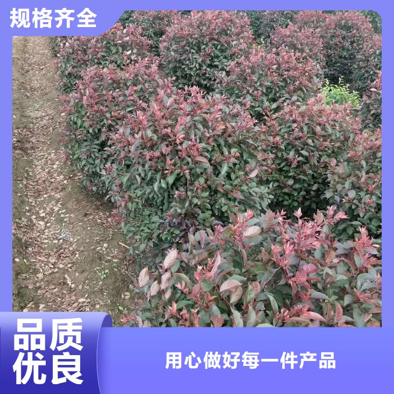 定做红叶榆叶梅的供货商