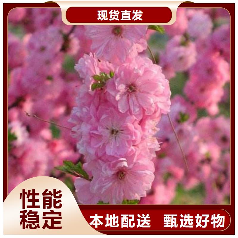 红叶榆叶梅型号齐全