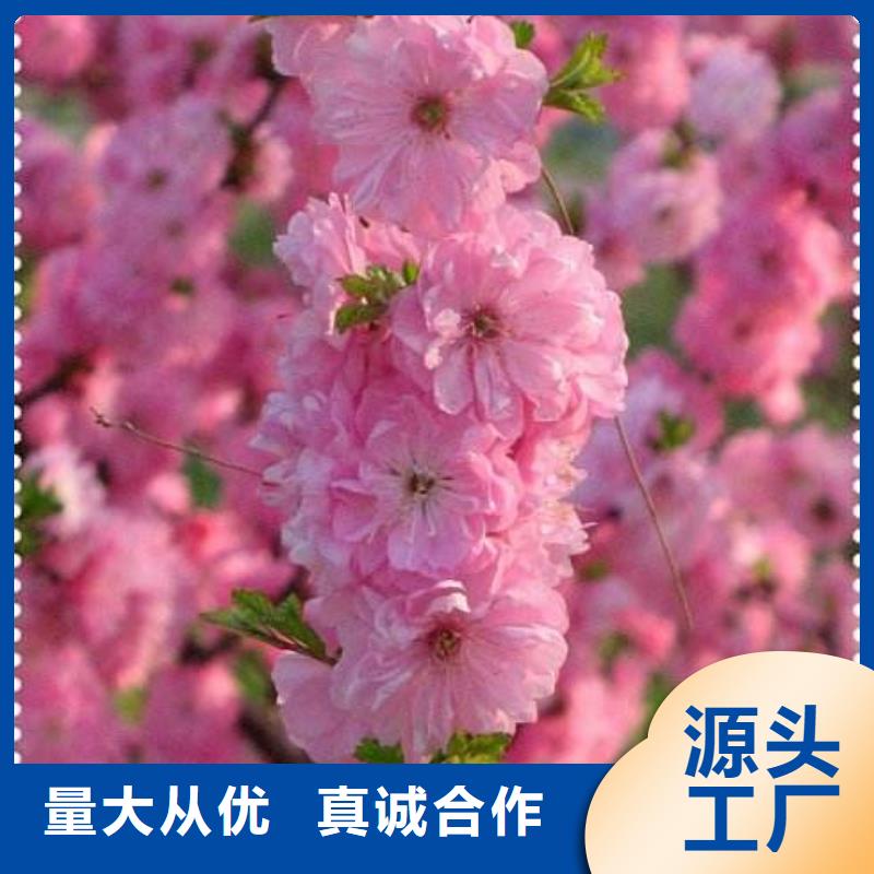 红叶榆叶梅为您节省成本