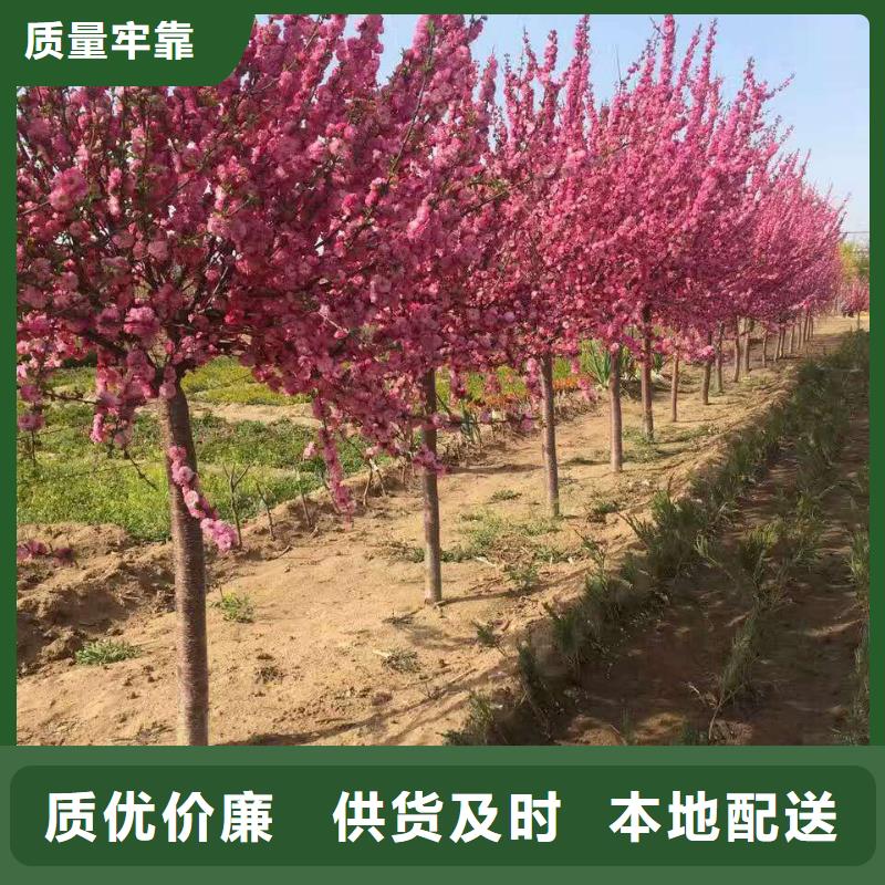 红叶榆叶梅薄利多销
