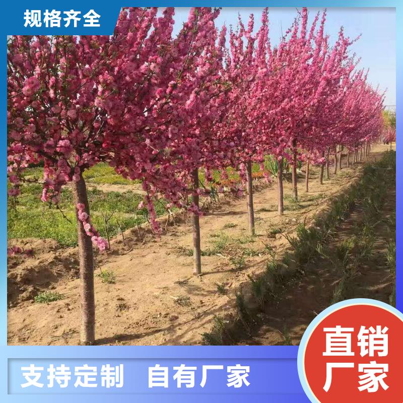 红叶榆叶梅定制,红叶榆叶梅采购