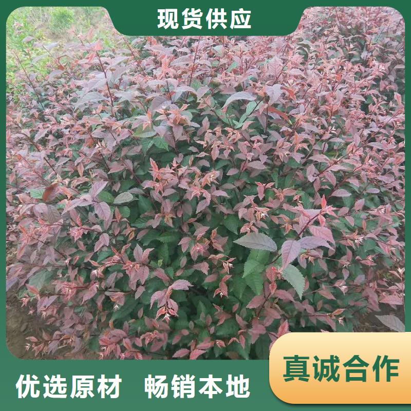 红叶榆叶梅厂家热销
