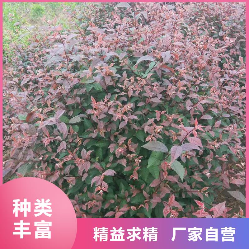 常年供应红叶榆叶梅-大型厂家