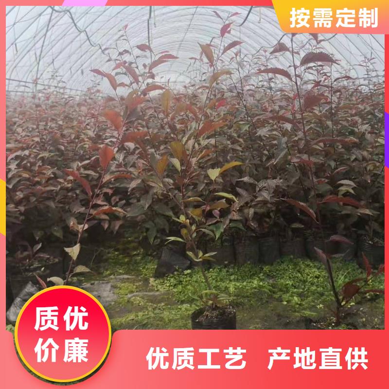优惠的红叶榆叶梅批发商
