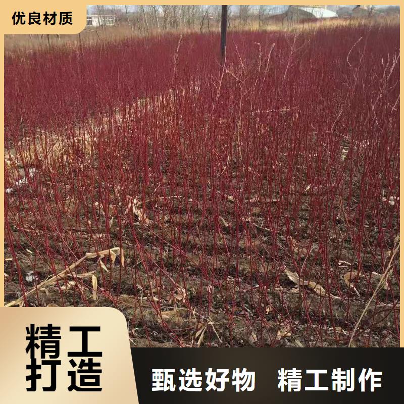 优质红王子锦带库存充足
