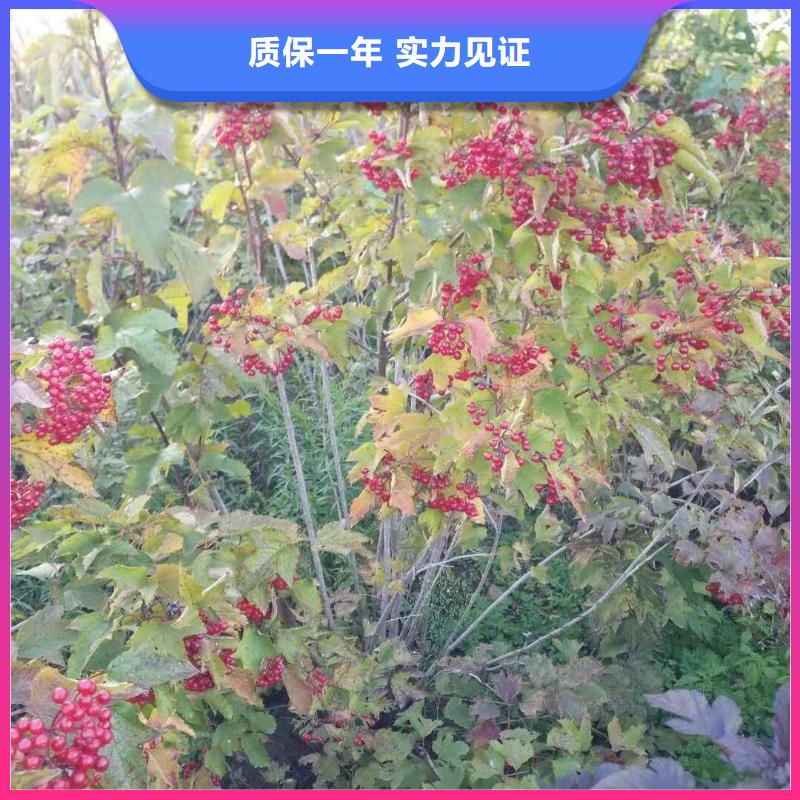 2025报价快的#红王子锦带#厂家