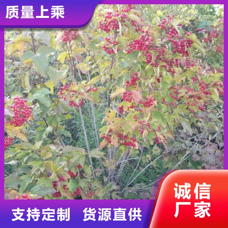 支持定制的红王子锦带生产厂家
