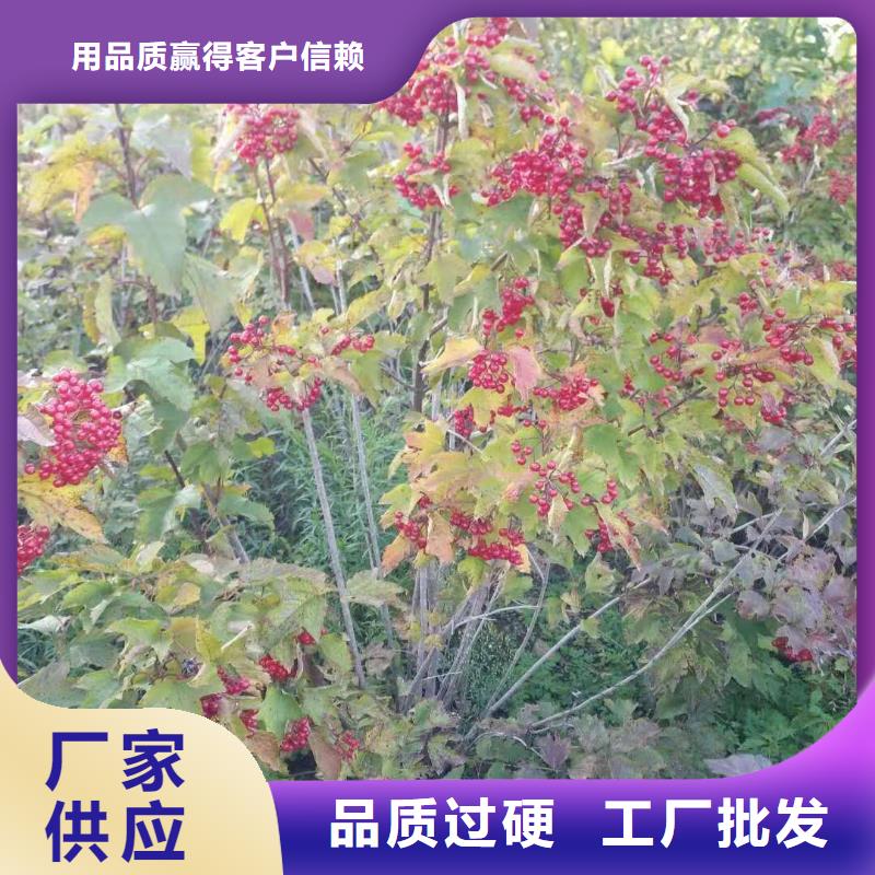 红王子锦带研发厂家