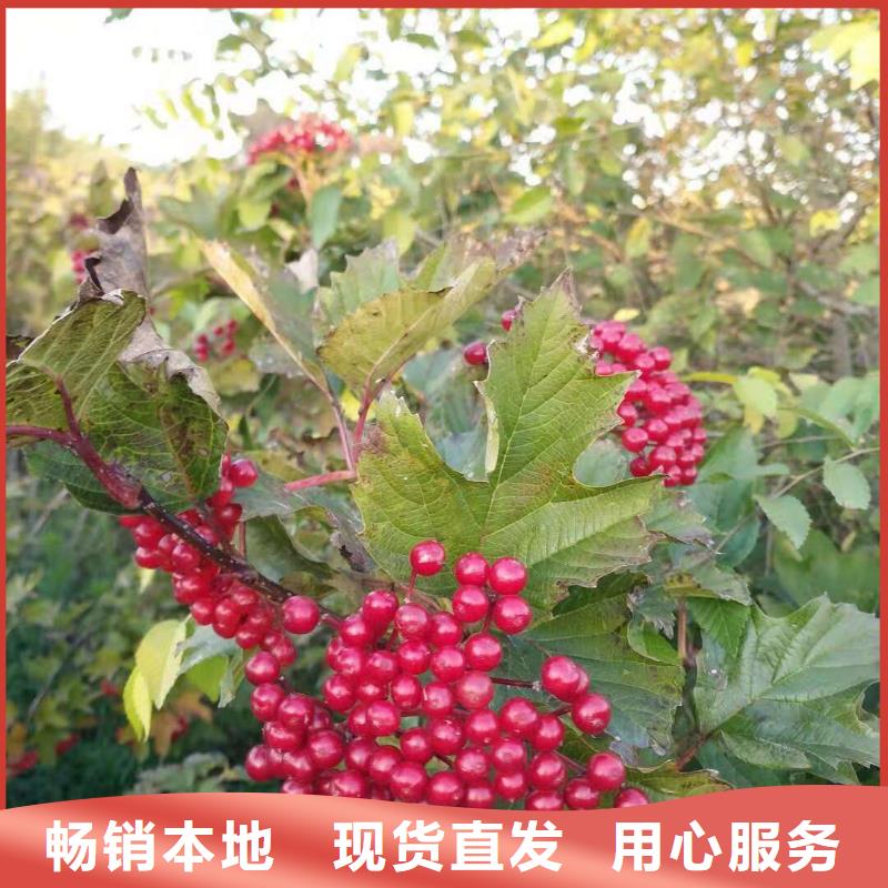 价格低的红王子锦带厂家