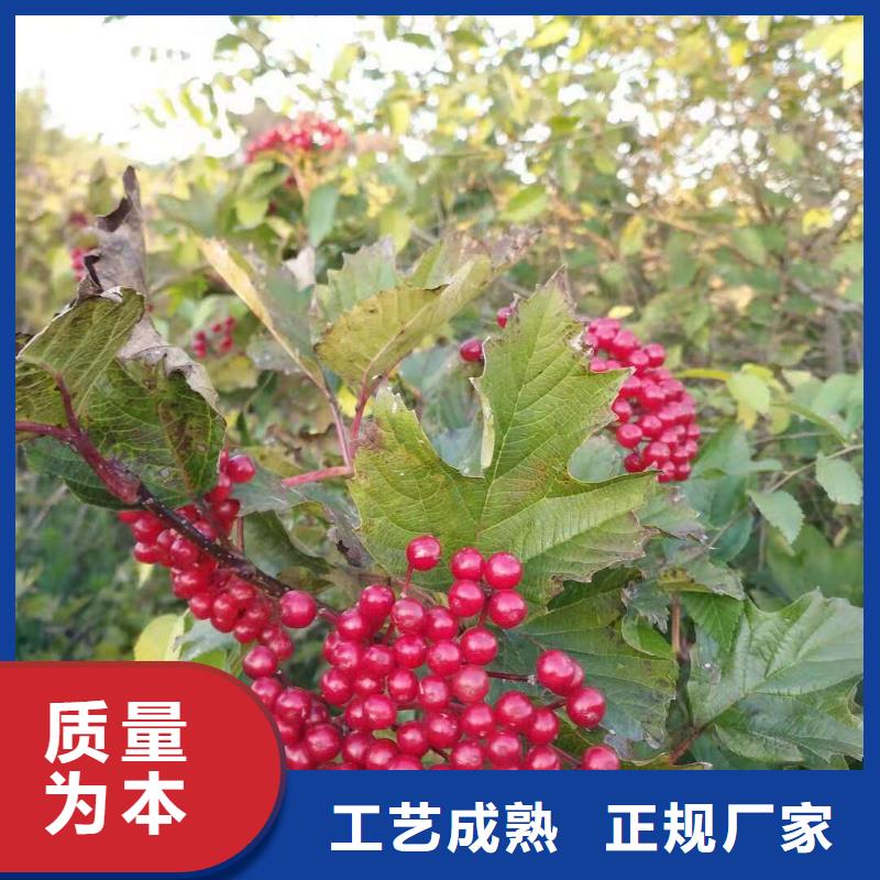 红王子锦带样式众多