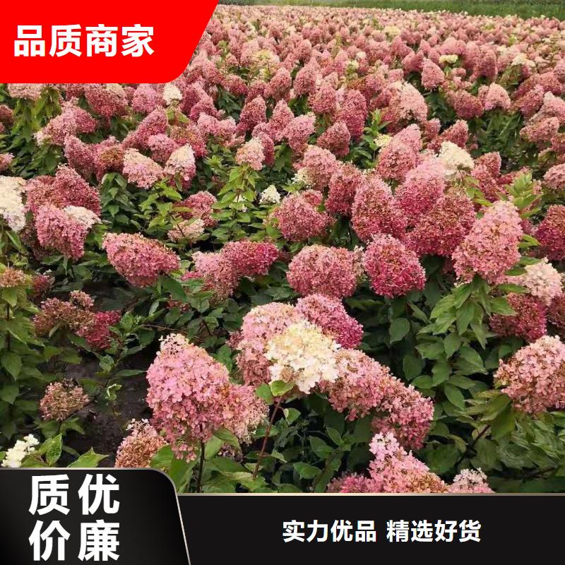 红王子锦带