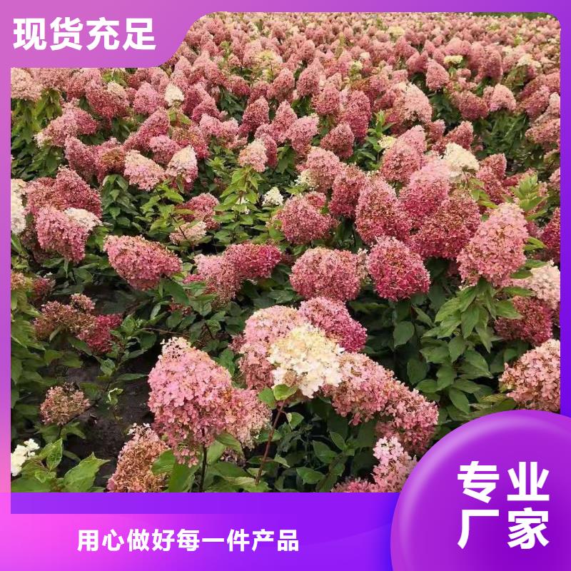红王子锦带品质卓越