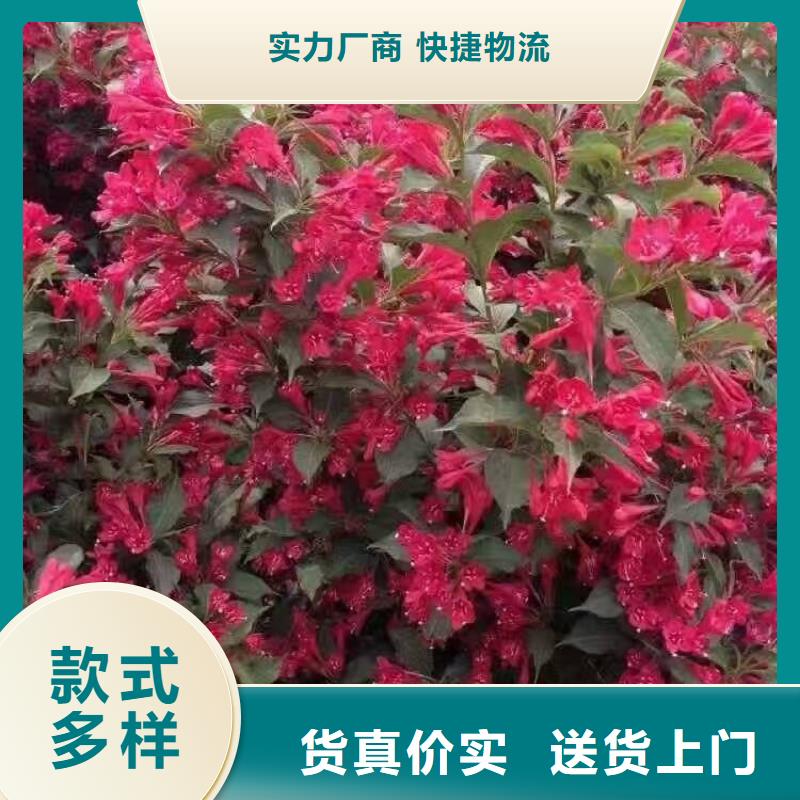 红王子锦带质量优质的厂家