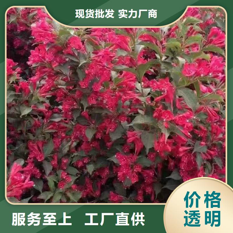 府谷红王子锦带销往全国