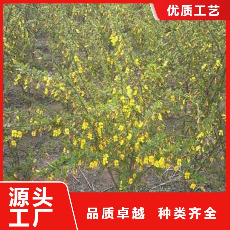 红王子锦带品牌厂家-买着放心