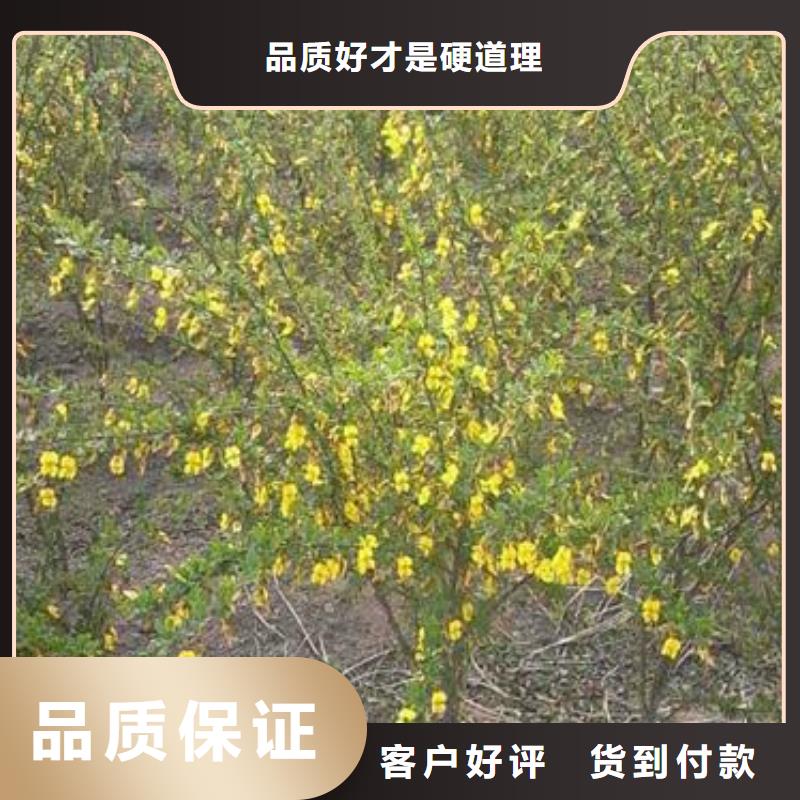 红王子锦带来图定制