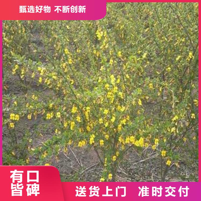 红王子锦带加工定制