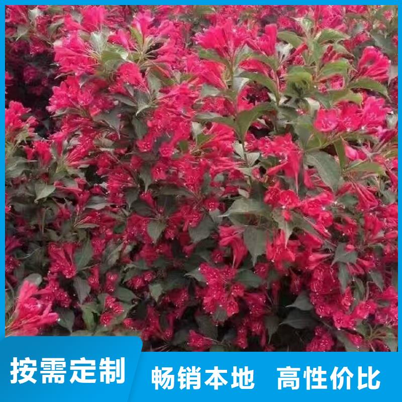红王子锦带量大优惠_现货供应