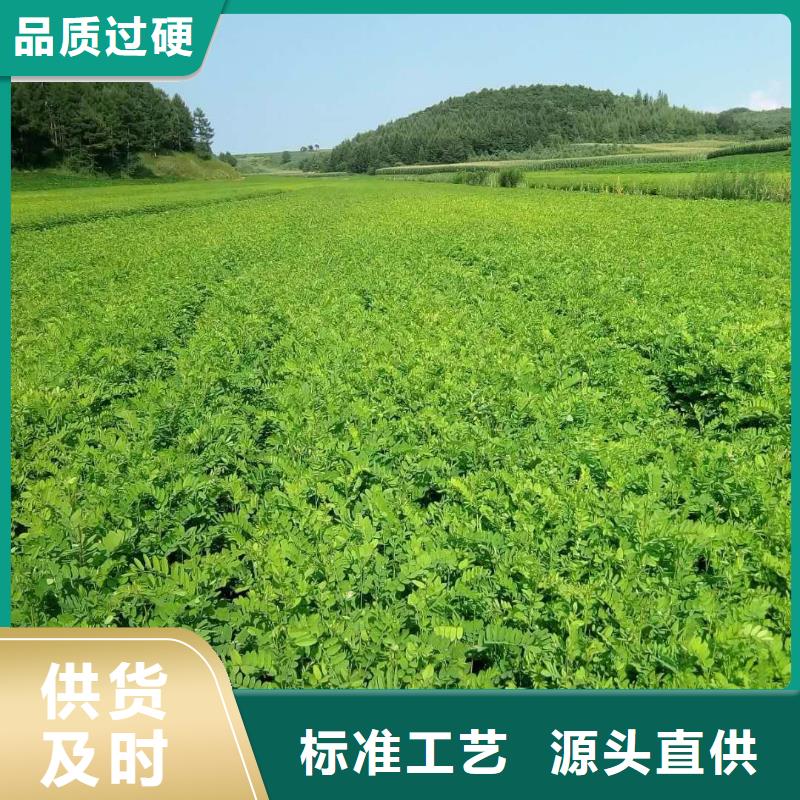 红王子锦带品质优良
