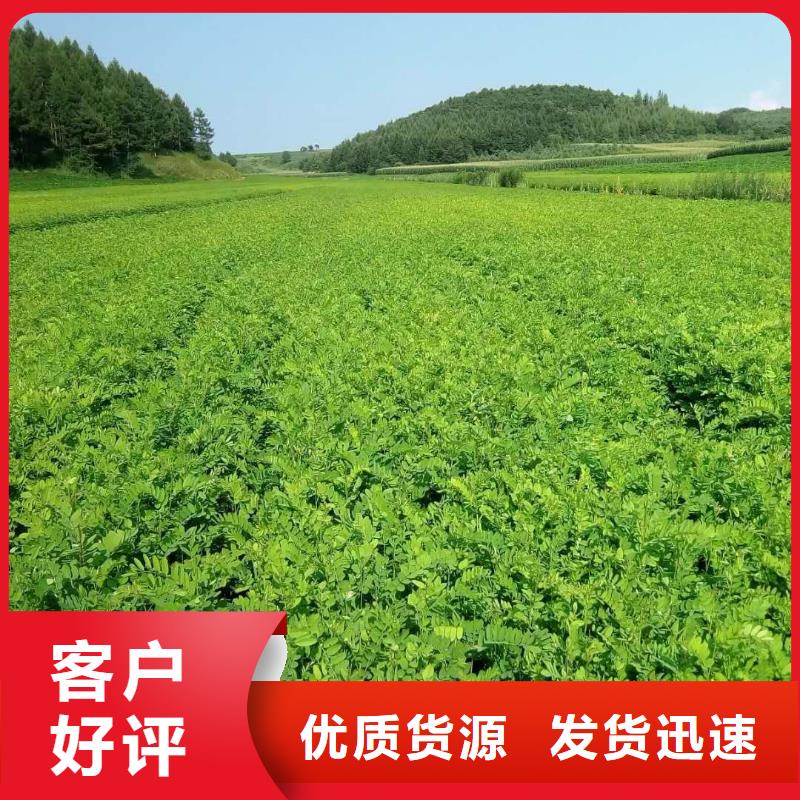 红王子锦带厂商