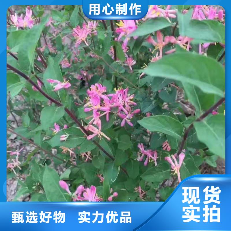 值得信赖的红王子锦带供应商
