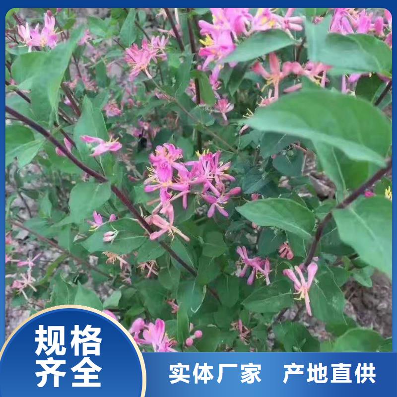 红王子锦带来图定制