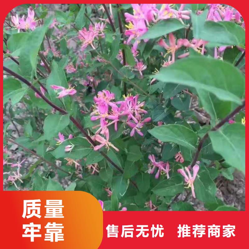 红王子锦带品质卓越
