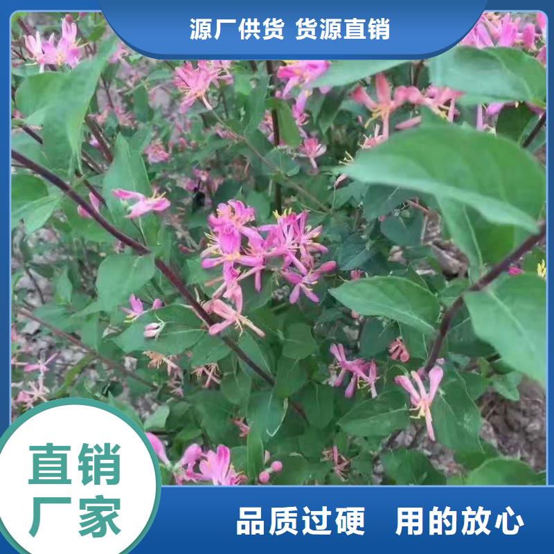 欢迎-红王子锦带