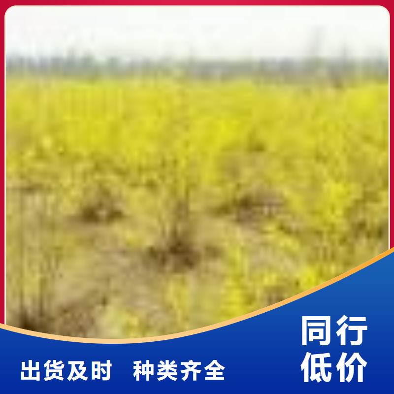 红王子锦带热销货源