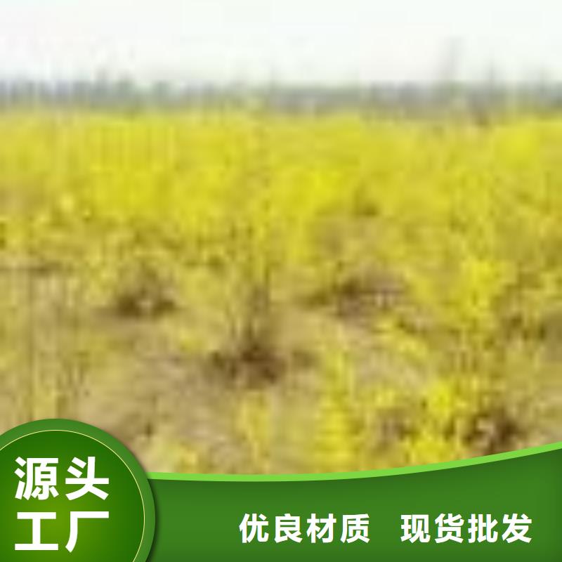 红王子锦带价格低出货快