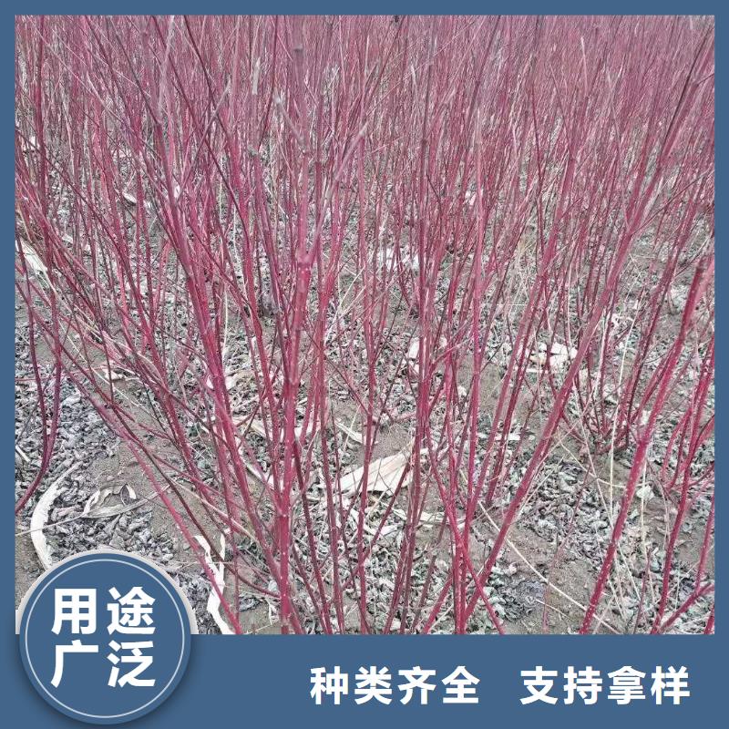 红王子锦带厂家-高品质