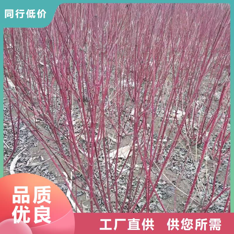 红王子锦带厂家，直销