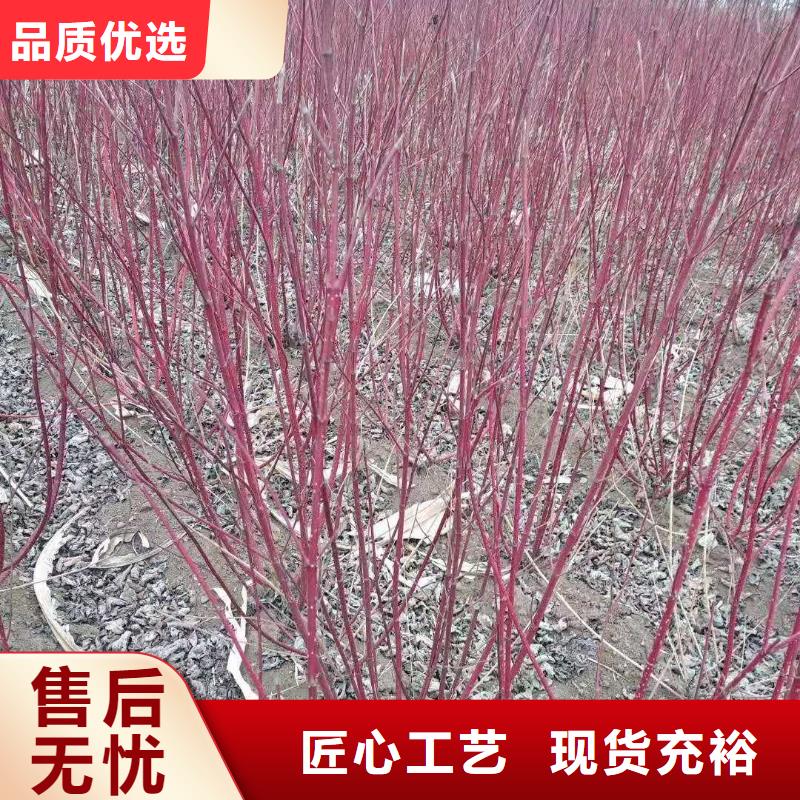 红王子锦带品质优良