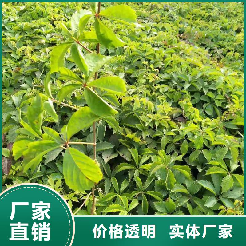 红王子锦带、红王子锦带厂家-值得信赖