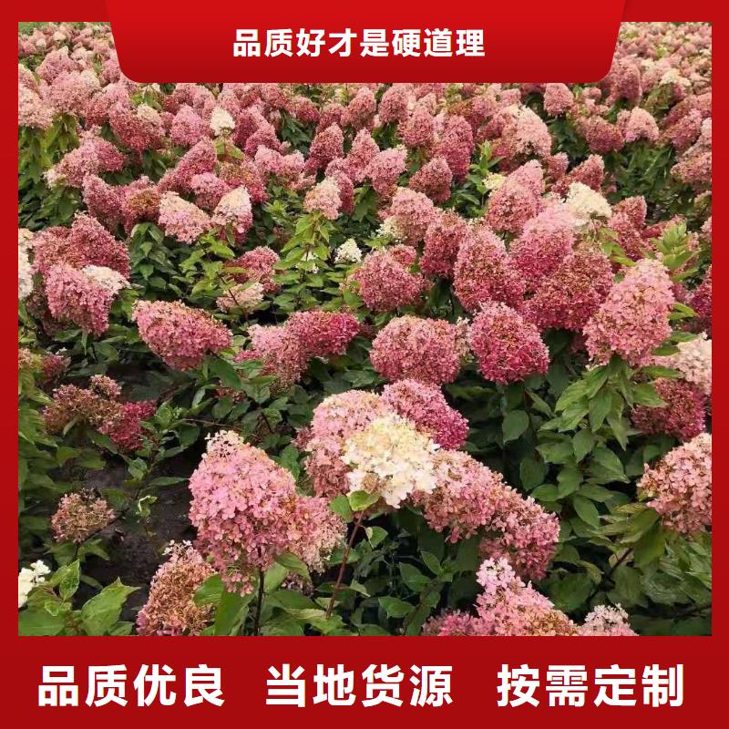 红王子锦带_量大从优厂家售后完善