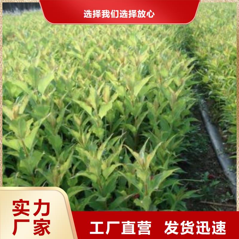 优质红王子锦带库存充足