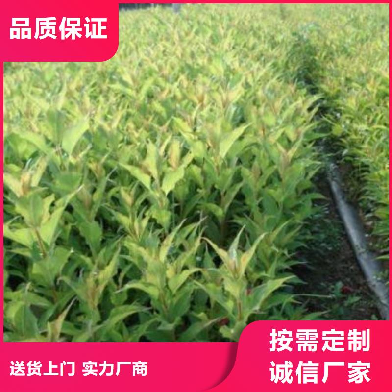#红王子锦带#-品牌厂家