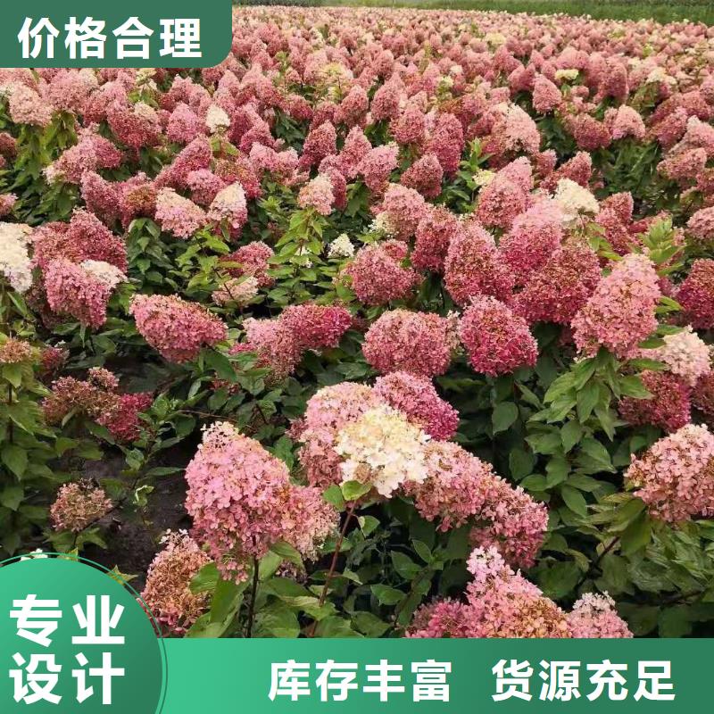 红王子锦带品质优良