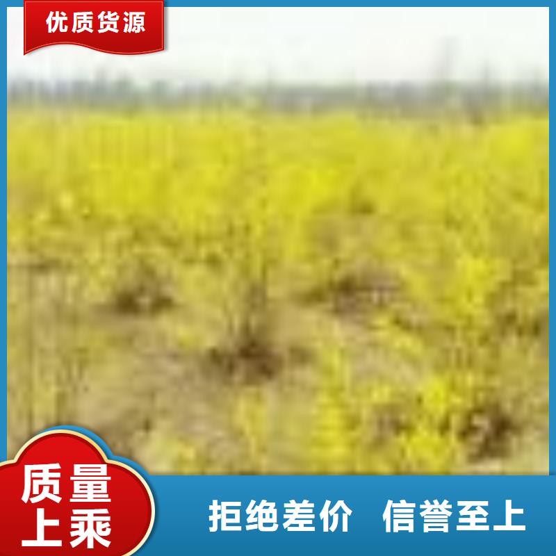 销售红王子锦带公司